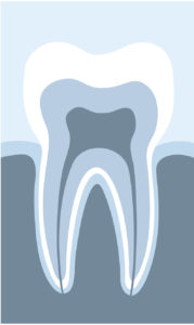 anatomy of teeth 